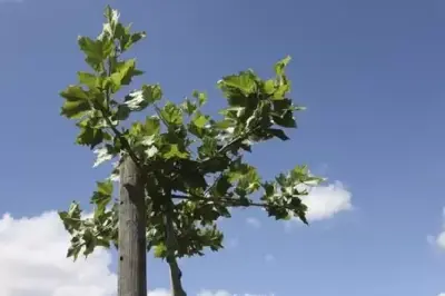 PLATANUS x hispanica