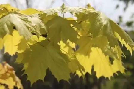 ACER platanoides 'Princeton Gold' - image 1