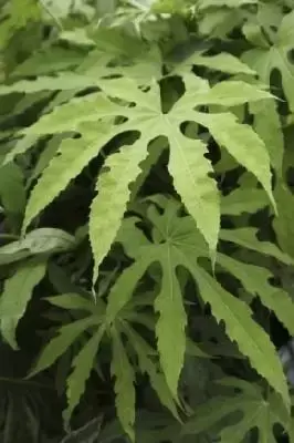 FATSIA polycarpa Green Fingers Provender Nurseries Wholesale