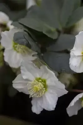 HELLEBORUS niger 'Christmas Carol'