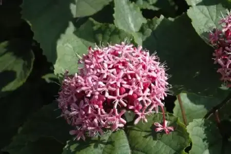 CLERODENDRUM bungei - image 1