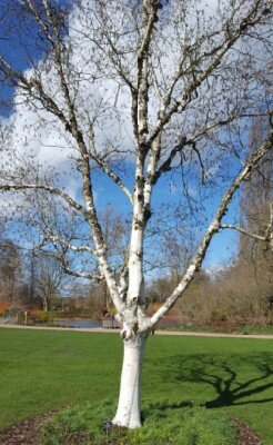 BETULA utilis jacquemontii 'Silver Shadow'