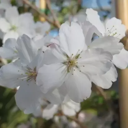 PRUNUS 'The Bride'