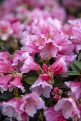 RHODODENDRON 'Wee Bee'