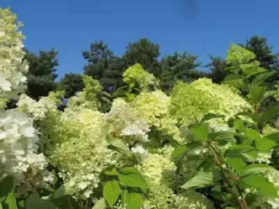 HYDRANGEA arborescens 'Grandiflora'