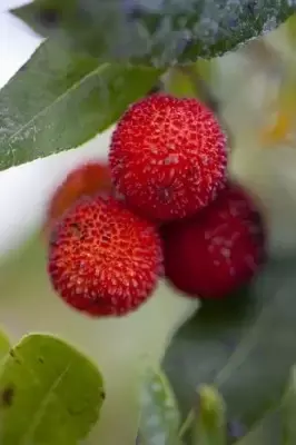ARBUTUS unedo - image 2