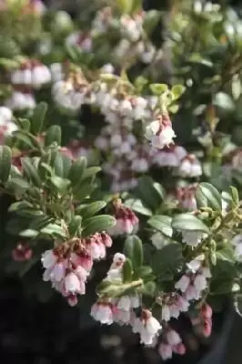 VACCINIUM vitis-idaea 'Fire Balls'