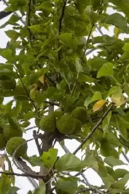 MACLURA pomifera 'Cannonball'