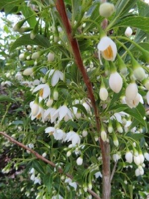 STYRAX japonicus 'Snowcone' - image 1
