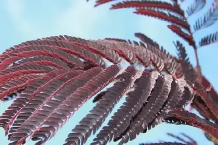 ALBIZIA julibrissin 'Summer Chocolate' - image 1