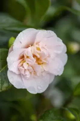 CAMELLIA japonica 'Ardoch'