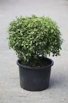 PITTOSPORUM tenuifolium 'Golf Ball' - image 3