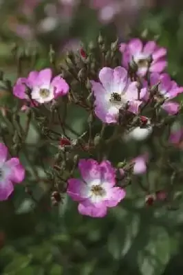 ROSA 'Ballerina' - image 1