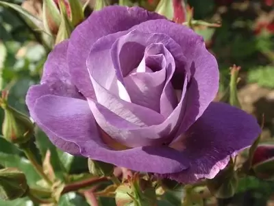 ROSA 'Blue for You' - image 1
