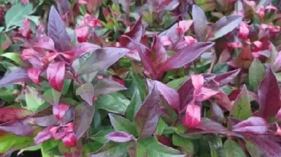 LEUCOTHOE 'Scarletta'