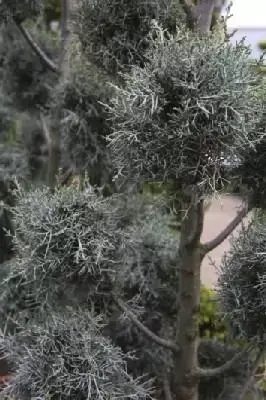 CUPRESSUS arizonica 'Fastigiata'