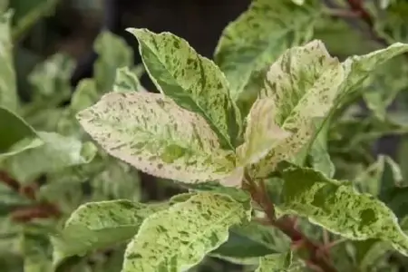 PHOTINIA serratifolia 'Pink Crispy'