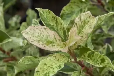 PHOTINIA serratifolia 'Pink Crispy'