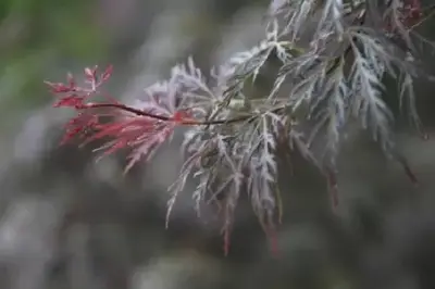 ACER palmatum dissectum 'Firecracker' - image 5