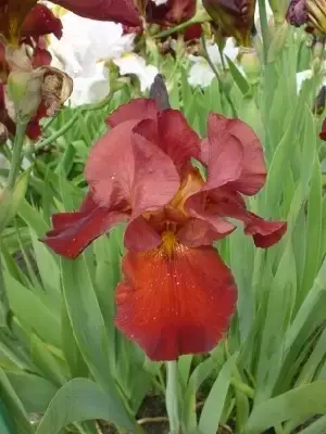 IRIS 'Sultan's Palace'