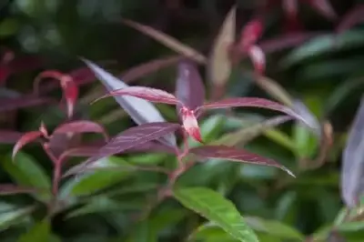 LEUCOTHOE keiskei 'Burning Love'