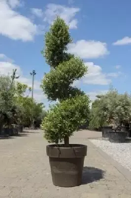 OLEA europaea Spiral