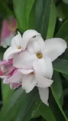 DAPHNE 'Perfume Princess'