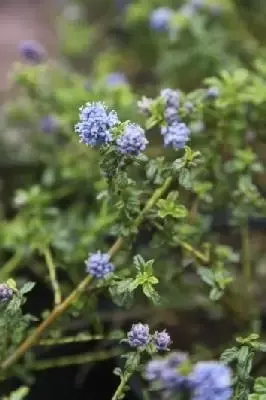 CEANOTHUS 'Blue Diamond'