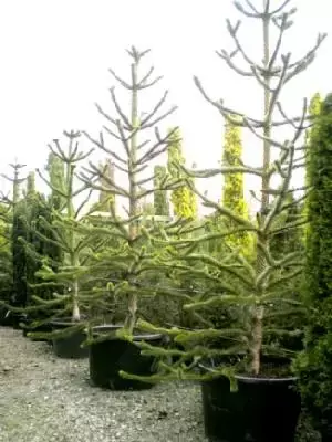 ARAUCARIA araucana