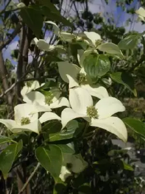 CORNUS kousa chinensis 'China Girl'