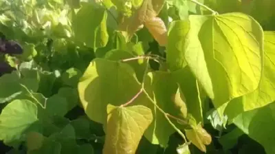 CERCIS canadensis 'Hearts of Gold' - image 4