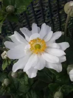 ANEMONE x hybrida 'Whirlwind' - image 2