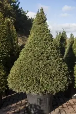 TAXUS baccata