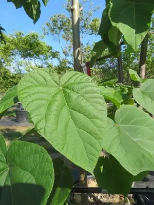 PAULOWNIA tomentosa