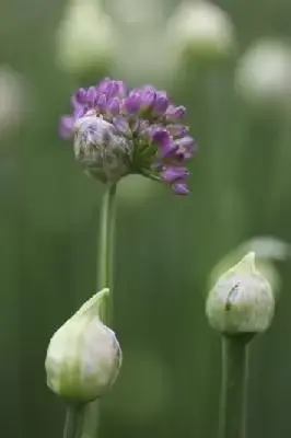 ALLIUM 'Millenium' - image 1