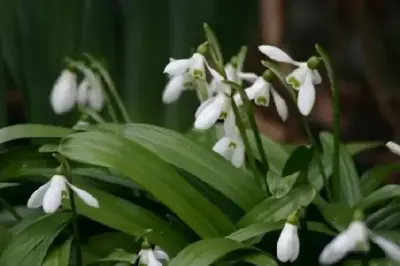 GALANTHUS ikariae