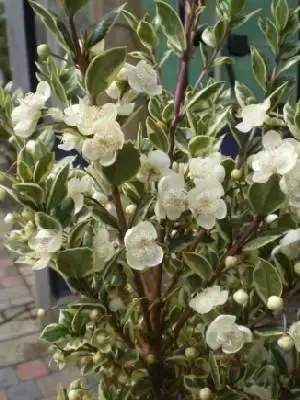 LUMA apiculata 'Glanleam Gold'