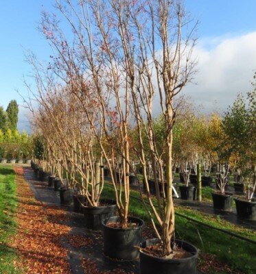 LAGERSTROEMIA indica - image 6