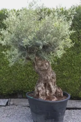 OLEA europaea - image 2