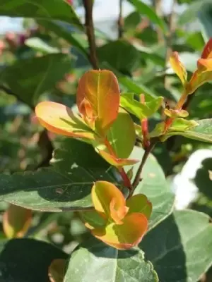 LAGERSTROEMIA indica - image 1