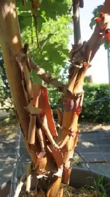 ACER griseum - image 4