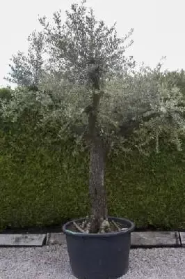 OLEA europaea 'Pell Vella'