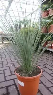 DASYLIRION longissimum - image 4