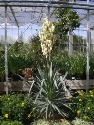 YUCCA gloriosa