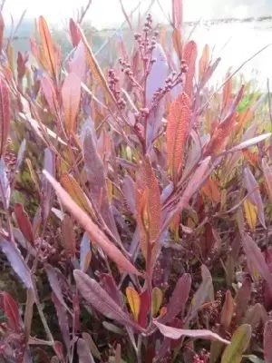 DODONAEA viscosa 'Purpurea' - image 3