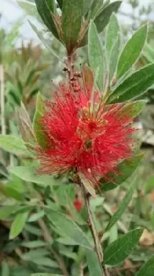 CALLISTEMON citrinus 'Splendens'