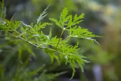 ACER palmatum dissectum