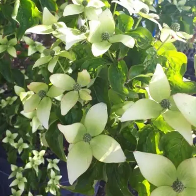 CORNUS kousa 'National'