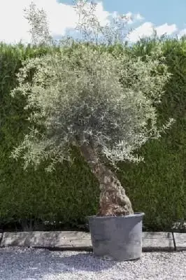 OLEA europaea