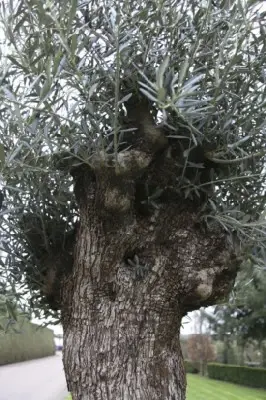 OLEA europaea